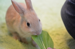 うさぎ