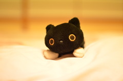 靴下にゃんこ