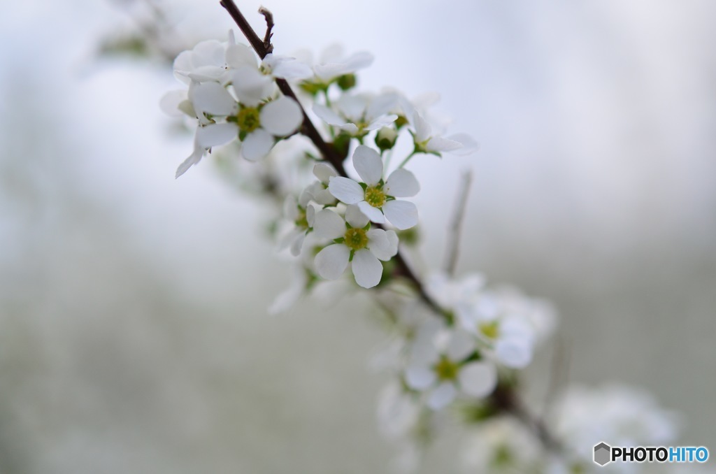 白い桜