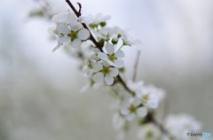 白い桜