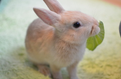 うさぎ