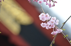 上野公園の桜