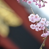上野公園の桜