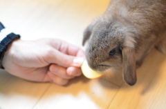 うさぎ