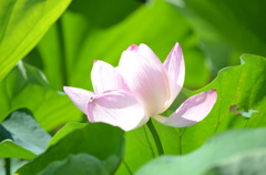 蓮の花