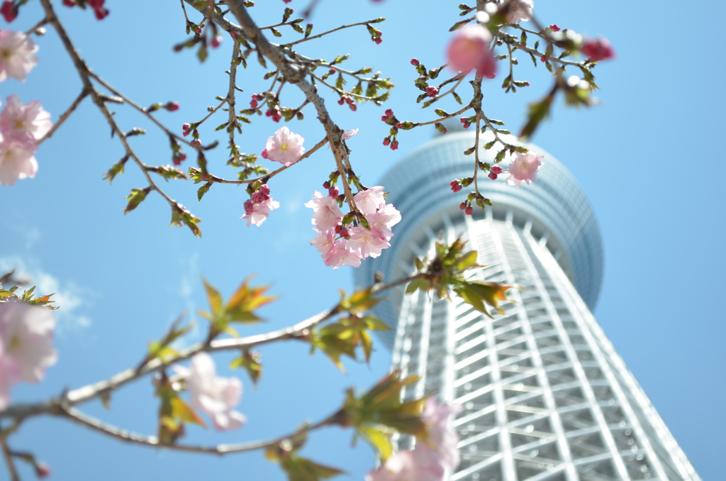 スカイツリーと桜