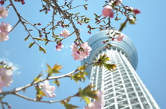 スカイツリーと桜