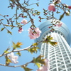 スカイツリーと桜