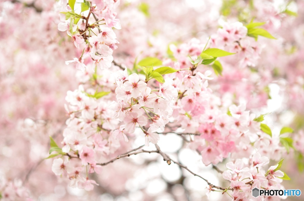 葉桜