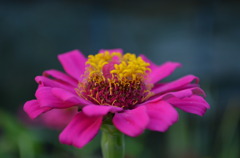 マゼンタの花