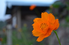 オレンジの花