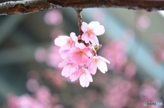 ピンクの桜