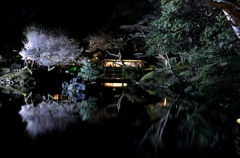 夜桜庭園