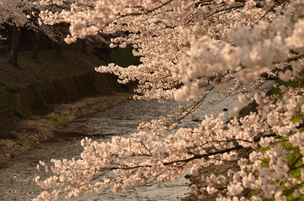 桜、花、満