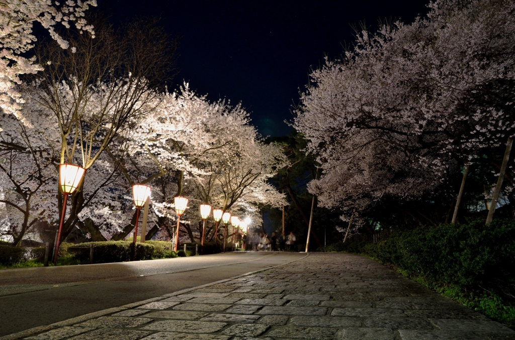 夜桜街道