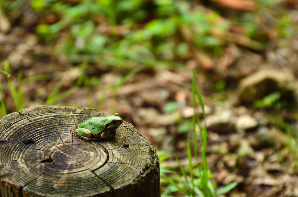 木の上にも●年
