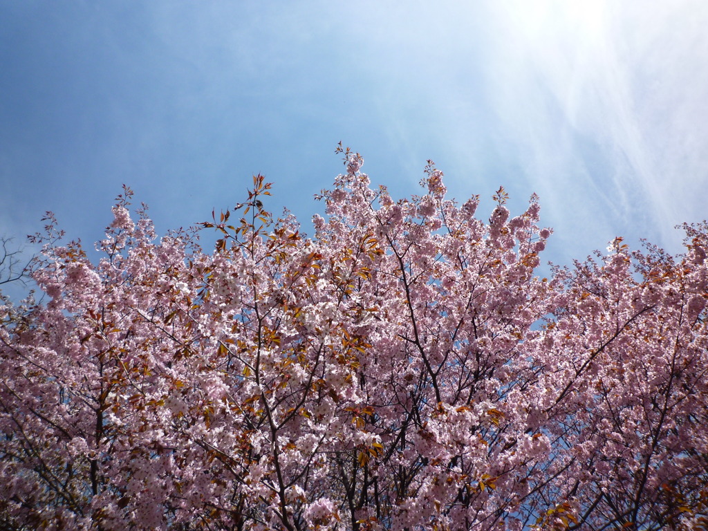 sakura