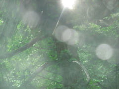 柔らかい光