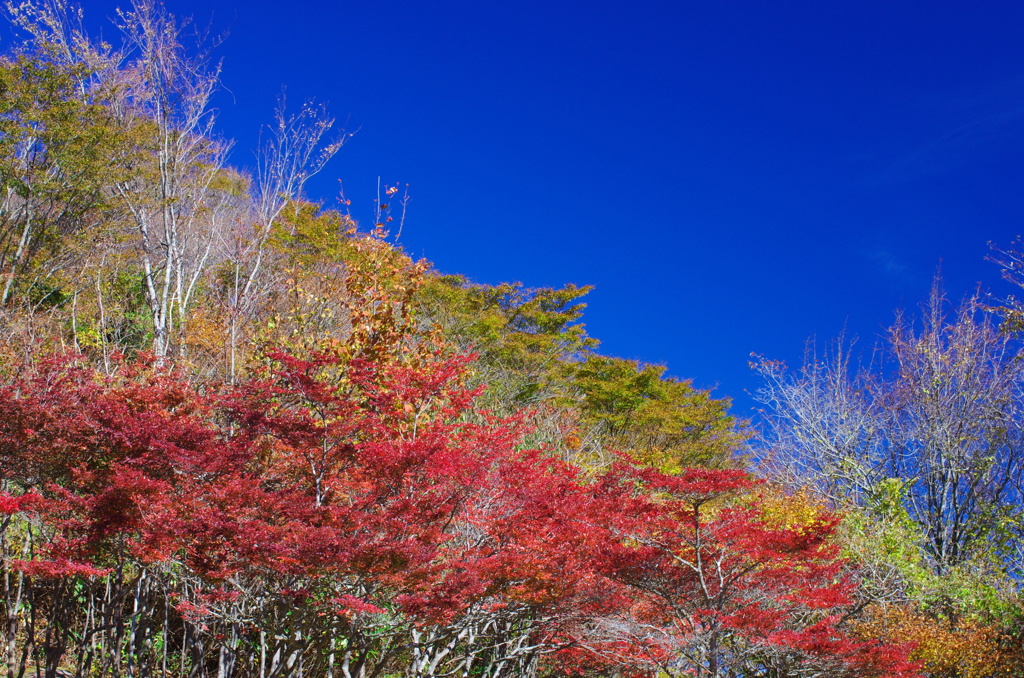 茶臼山高原にて