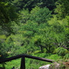 夏の木陰
