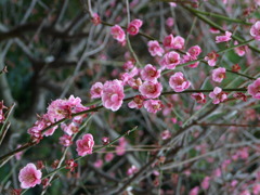 花8