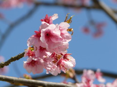 花10