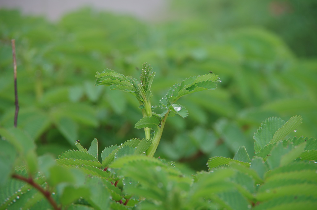 雨上がりの新芽