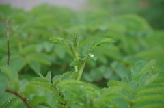 雨上がりの新芽