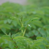 雨上がりの新芽