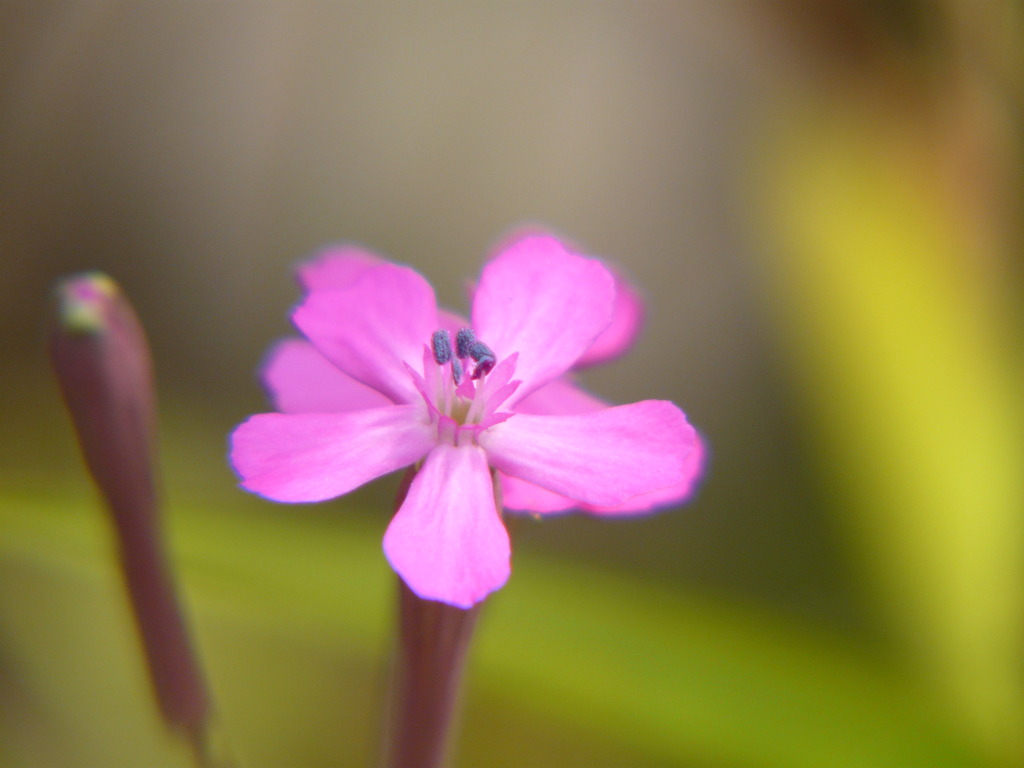 花３