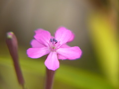 花３