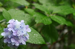 雨の紫陽花