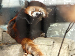 カワユスカワユス(≧ω≦)b