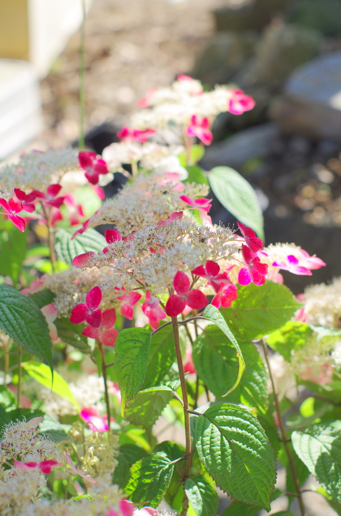 可愛い紫陽花