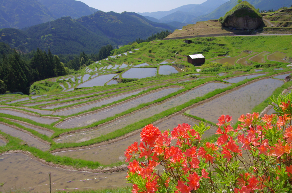 丸山の千枚田