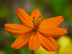 花４