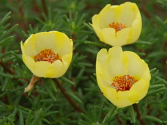 水も滴るいいお花