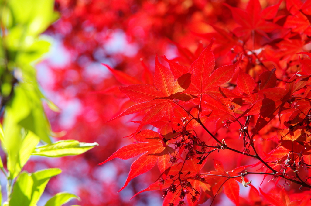 深紅の葉