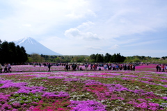 富士芝桜まつり