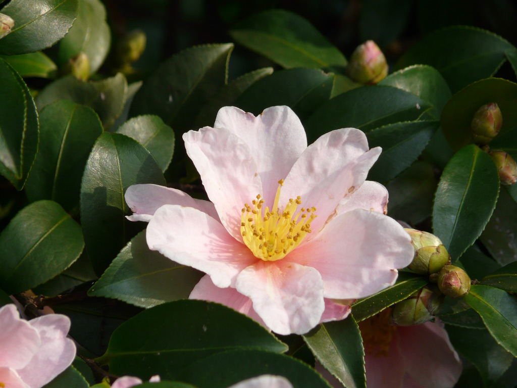花7