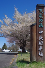 満開桜色