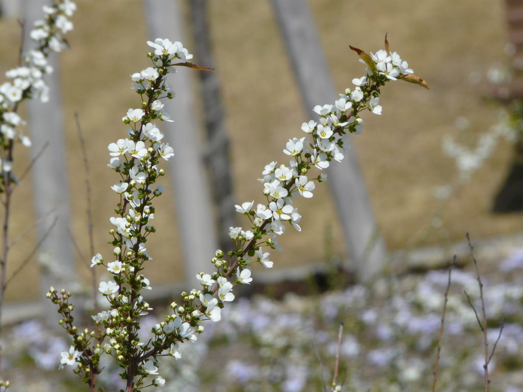 花9