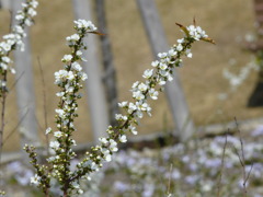 花9