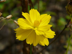 花２