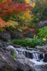 紅葉と小川