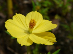 花１