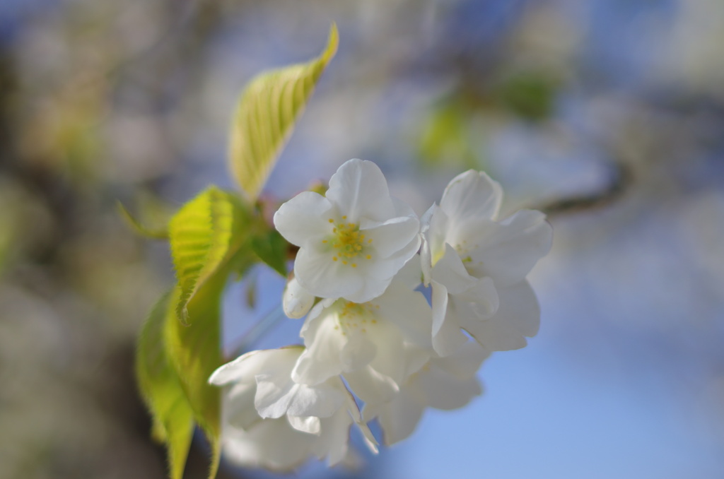 純白の桜