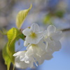 純白の桜