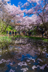 水面も花の賑わい