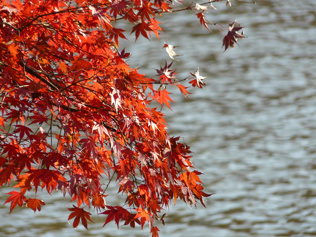 井の頭公園